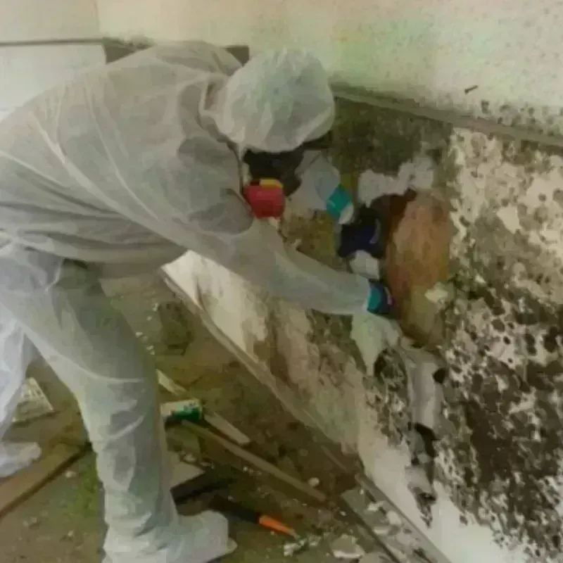 Mold Remediation and Removal in Weeki Wachee Gardens, FL